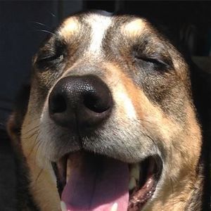 Meet your Posher, Pete